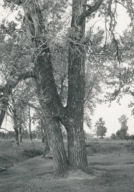 medicine tree, high river alberta